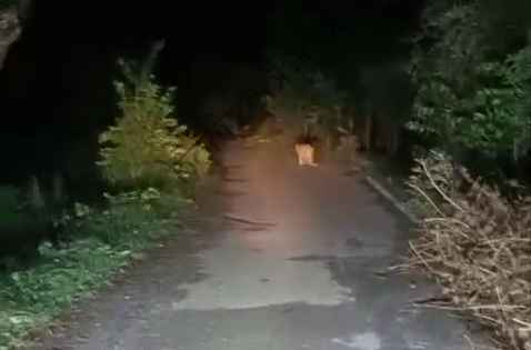 उदयपुर न्यूज़: गोगुंदा में फिर दिखा पैंथर, सड़क पर टहलता नजर आया, ग्रामीणों में दहशत