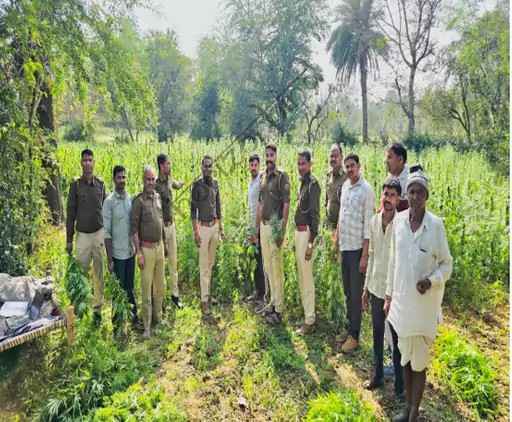 उदयपुर न्यूज़: सलूंबर में टेकण फला से 605 किलो अवैध गांजे के पौधे जब्त, आरोपी फरार