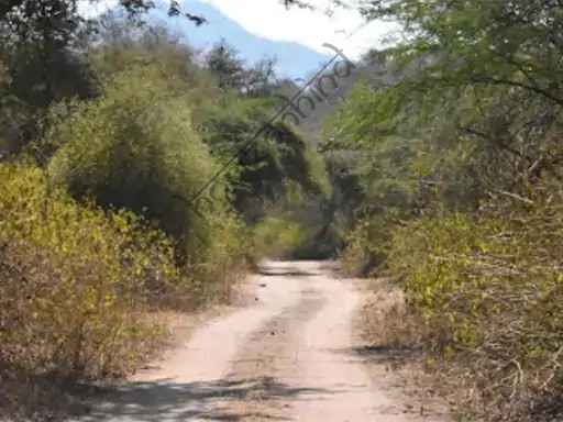 उदयपुर न्यूज़: खेत में सिंचाई कर रहा था किसान, अचानक तीन भालुओं ने बोला हमला