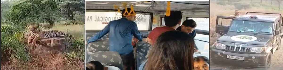राष्ट्रीय न्यूज़: नाहरगढ़ बायोलॉजिकल पार्क में हादसा टला: कैंटर फंसा, सामने आ गया बाघ — 30 मिनट तक डरे सहमे रहे 25 पर्यटक