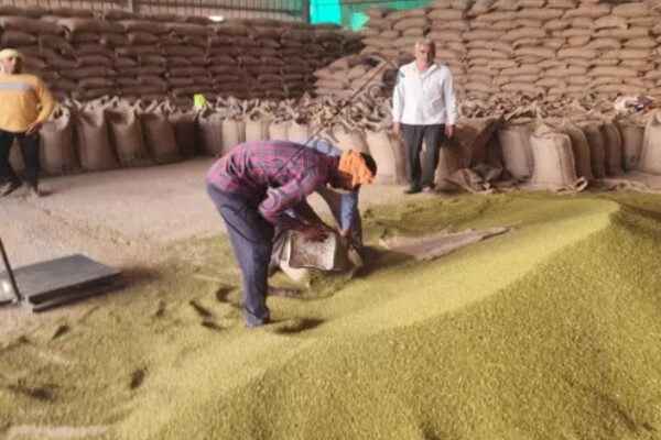 राजस्थान न्यूज़: 24 नवंबर से राजस्थान में मूंग, उड़द, मूंगफली और सोयाबीन की MSP पर खरीद होगी शुरू: केंद्र से मंजूरी, 9,436 करोड़ की खरीद
