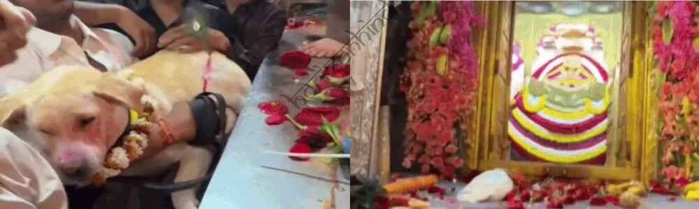 राजस्थान न्यूज़: आखिर डॉग भगत को मिले VIP दर्शन, खाटू श्याम मंदिर में पुजारी ने पहनाई माला और भेंट किया मोरपंख